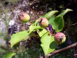 Malus domestica subspecies cerasifera. Часть веточки с незрелыми плодами. Свердловская обл., окр. г. Североуральск, правый берег канала Дублёр. 16.07.2011.