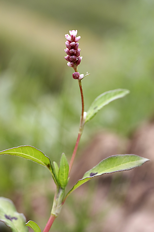 Изображение особи Persicaria &times; lenticularis.