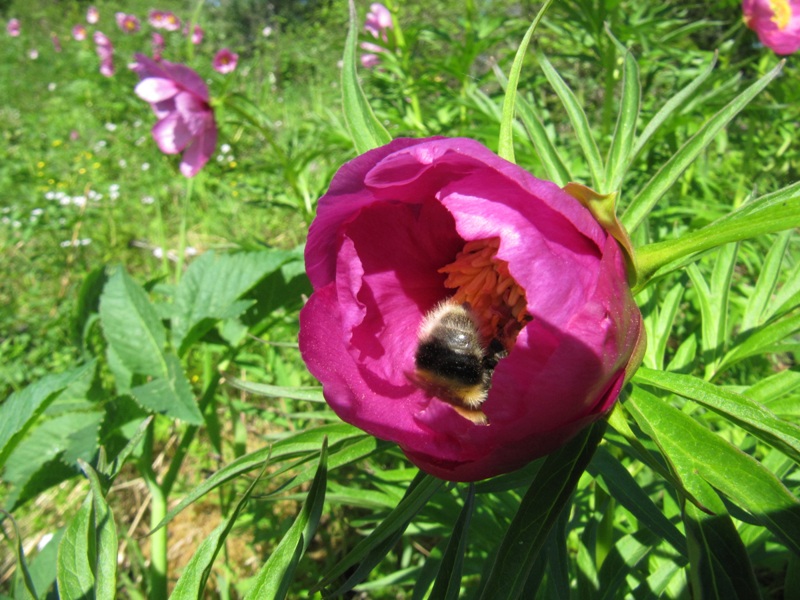 Image of Paeonia anomala specimen.