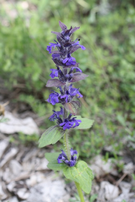 Image of Ajuga genevensis specimen.