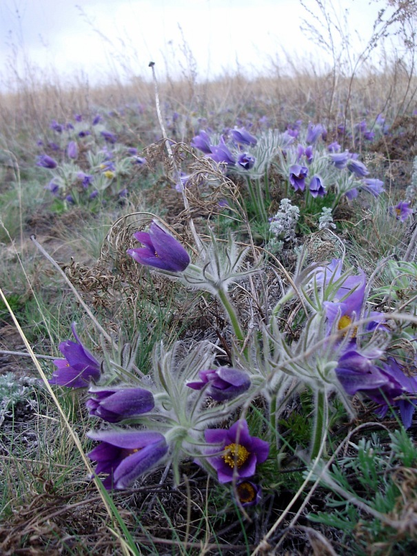 Image of Pulsatilla turczaninovii specimen.