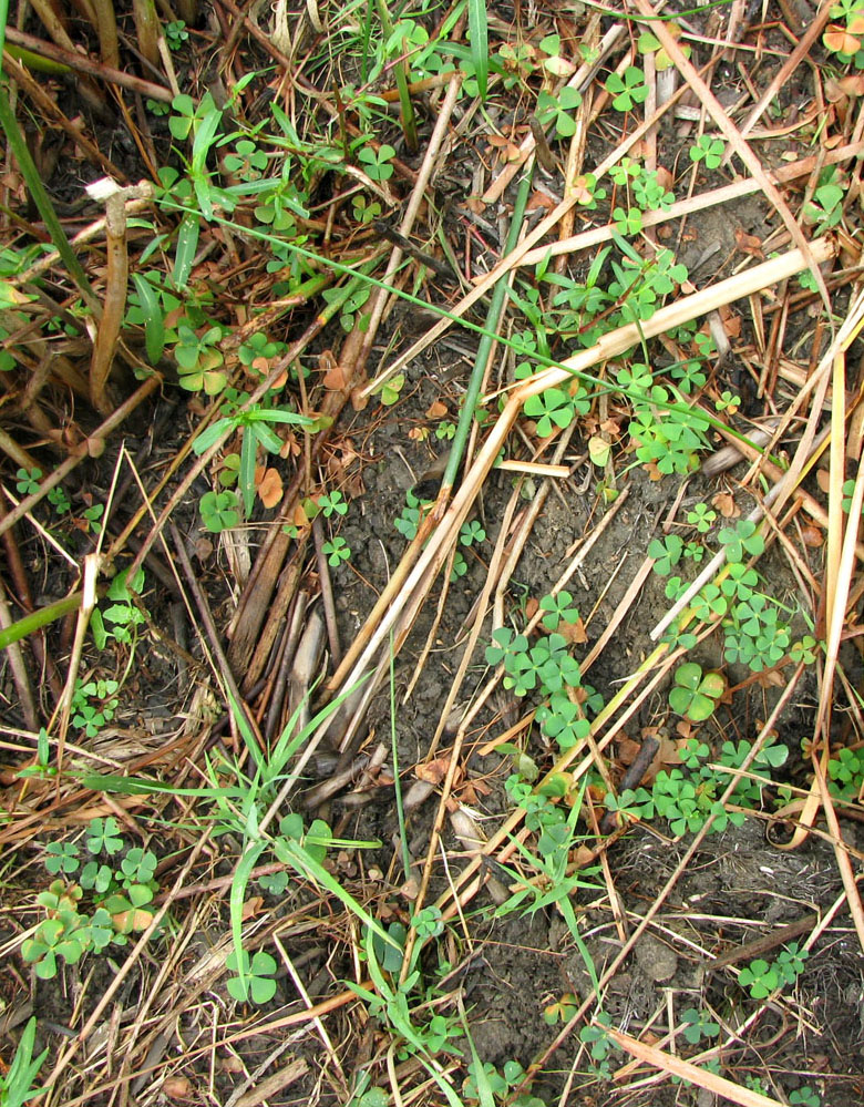 Image of Marsilea quadrifolia specimen.