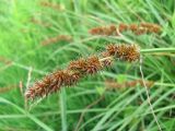 Carex vulpina