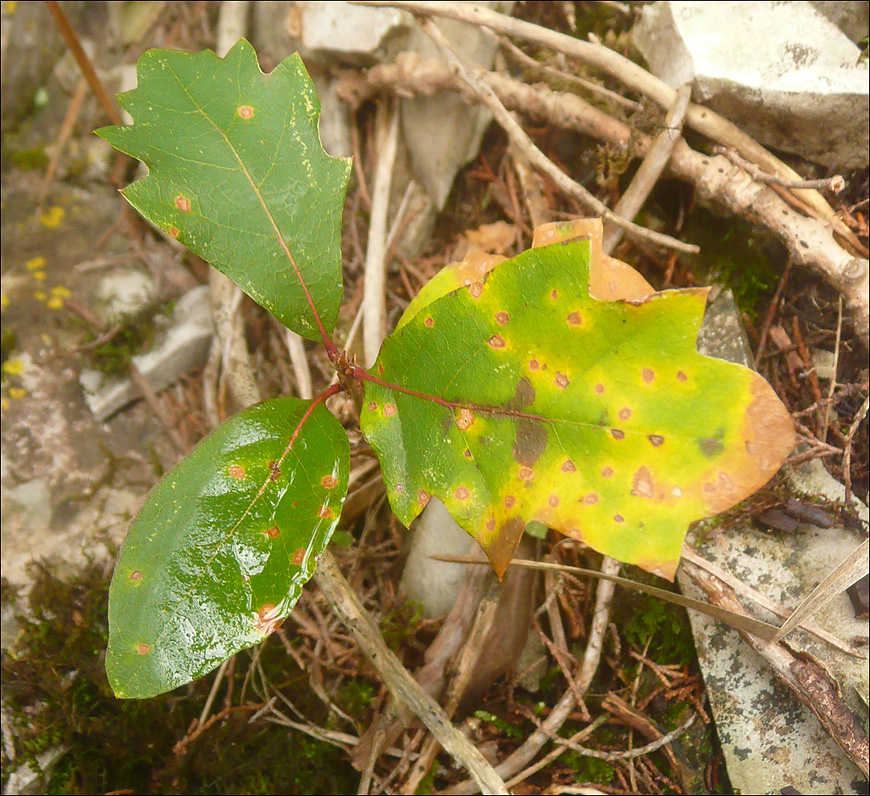 Image of Quercus pubescens specimen.