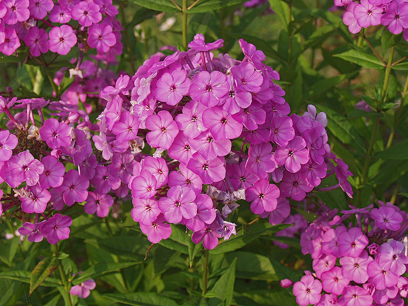 Изображение особи Phlox paniculata.