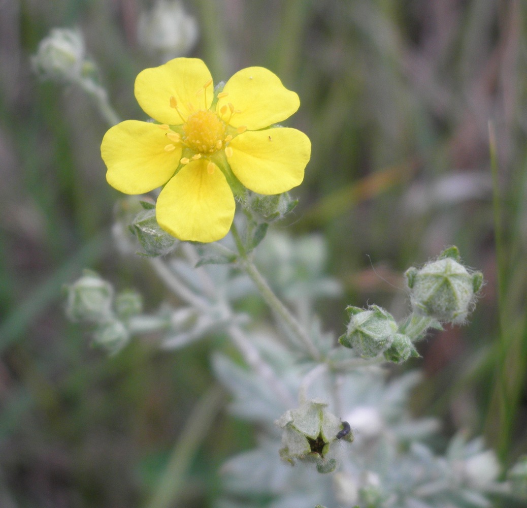 Image of Potentilla impolita specimen.