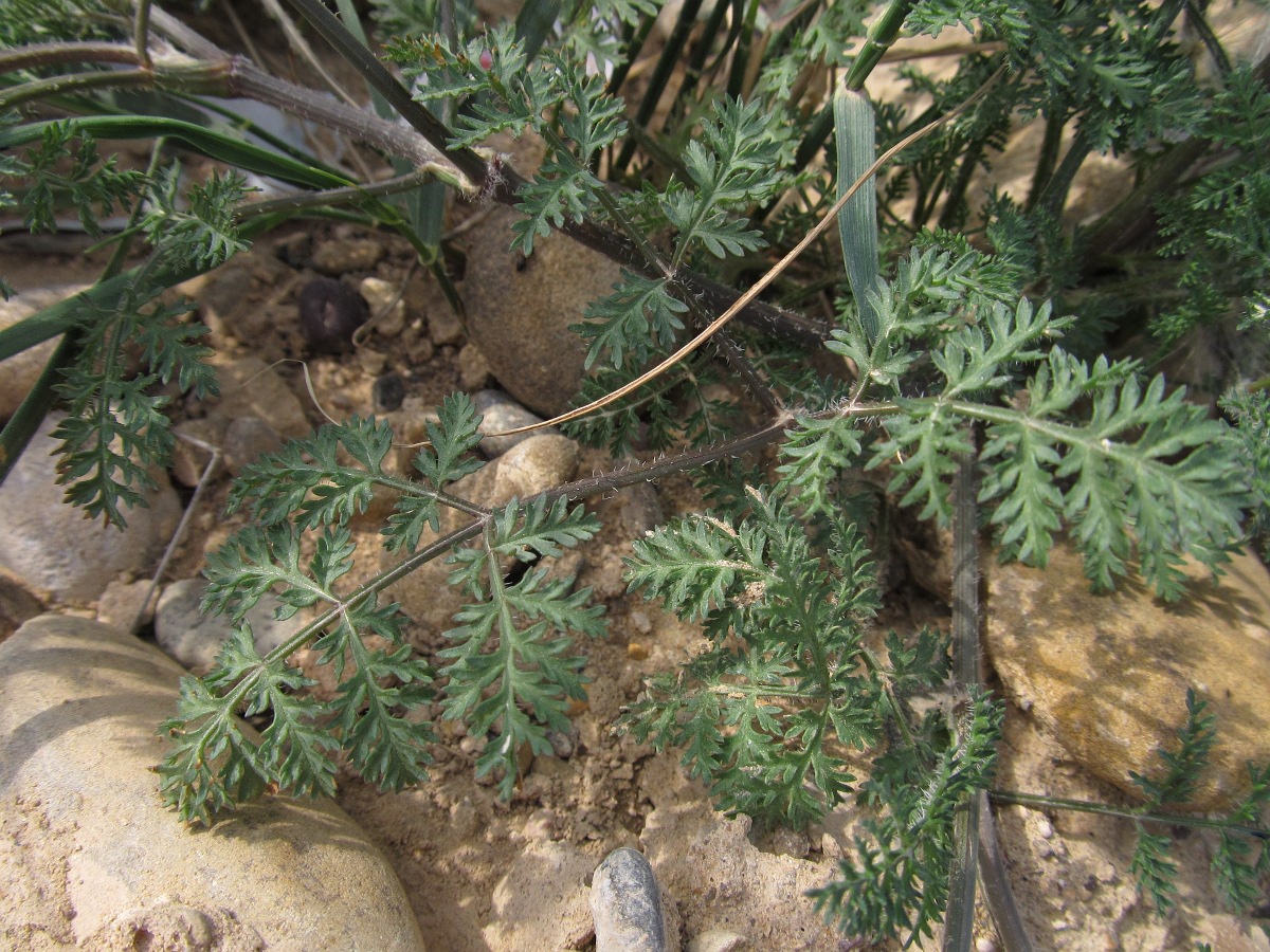 Image of Caucalis platycarpos specimen.