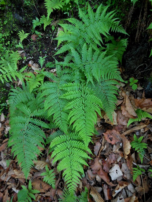 Image of Athyrium yokoscense specimen.