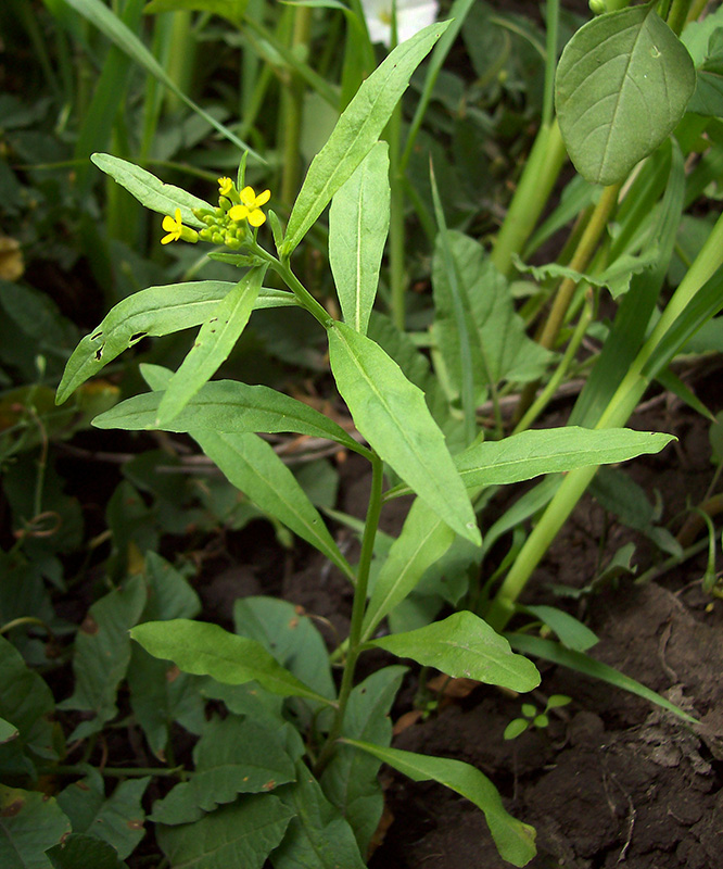 Image of Erysimum cheiranthoides specimen.