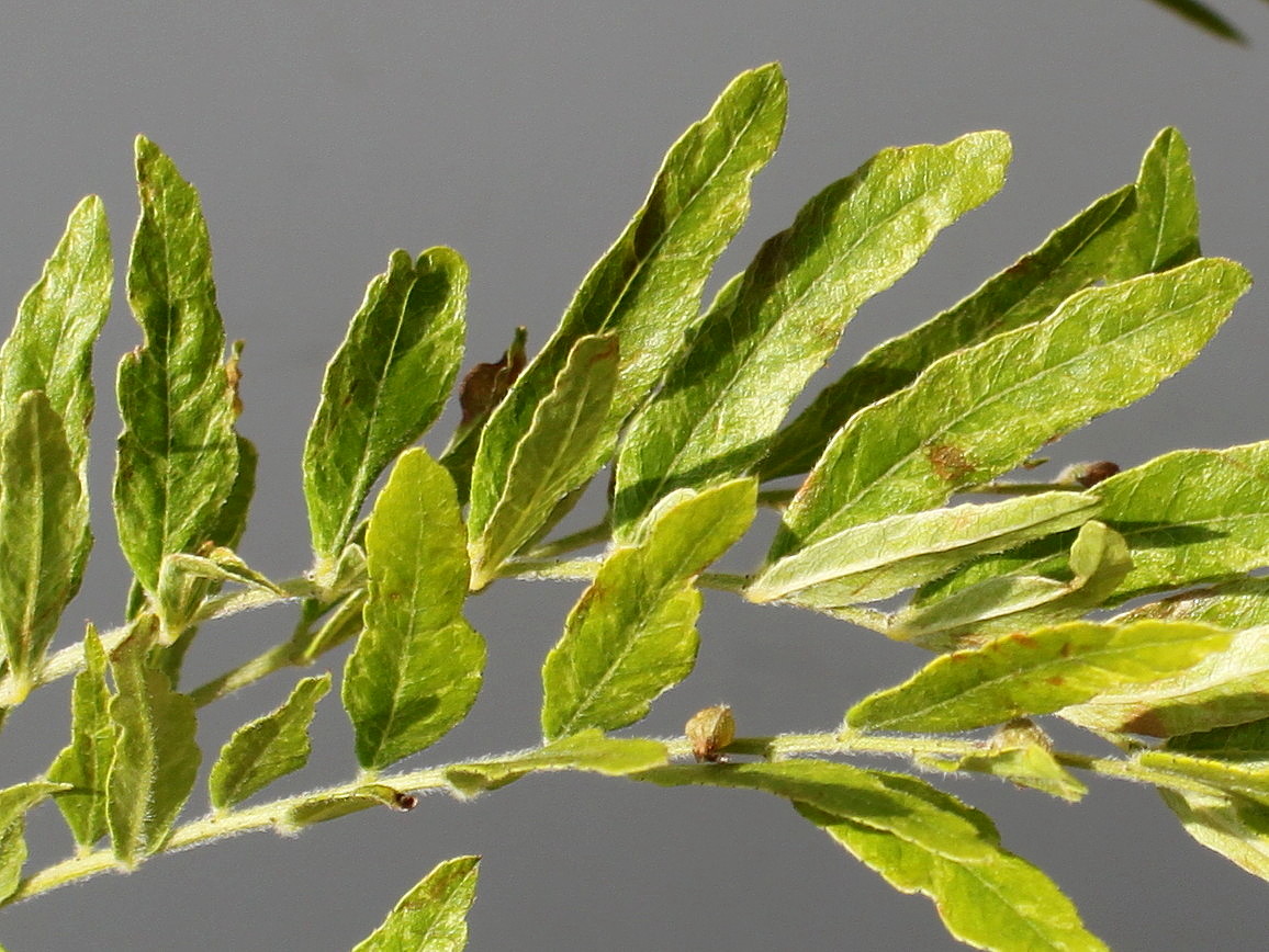 Image of Gleditsia triacanthos specimen.