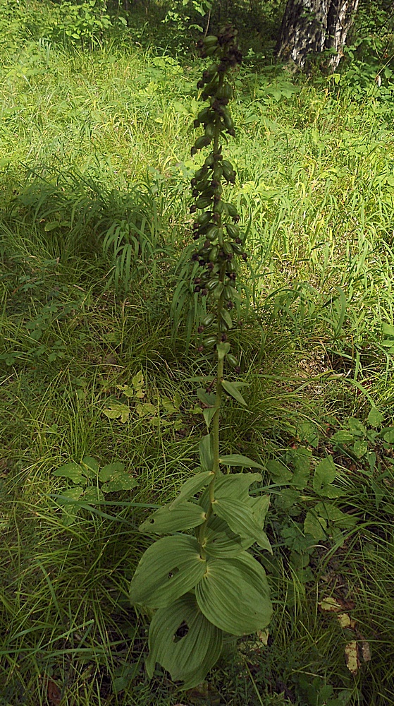 Image of Epipactis helleborine specimen.