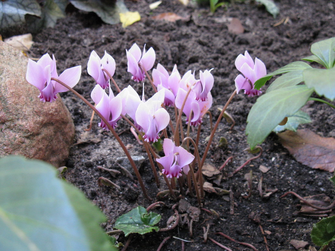 Изображение особи Cyclamen hederifolium.