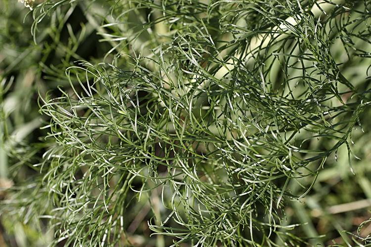 Image of Ferula karatavica specimen.