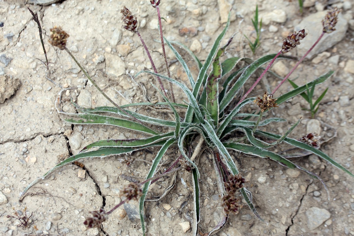 Изображение особи Plantago monosperma ssp. discolor.