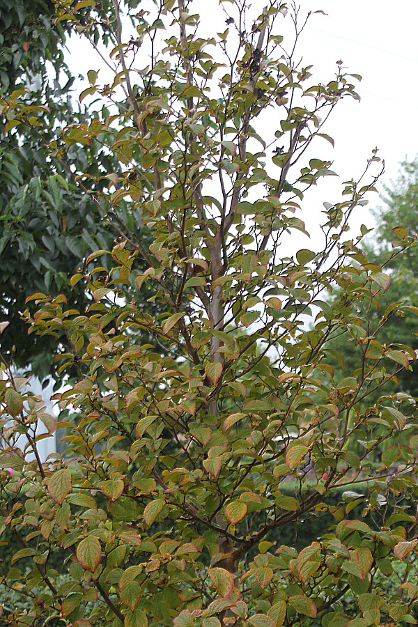 Image of Stewartia pseudocamellia specimen.