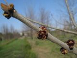 Fraxinus pennsylvanica