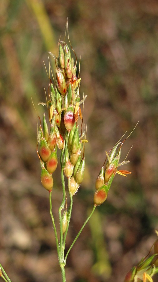 Изображение особи Sorghum halepense.