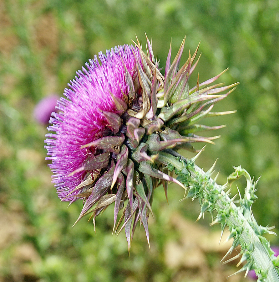 Image of Carduus thoermeri specimen.