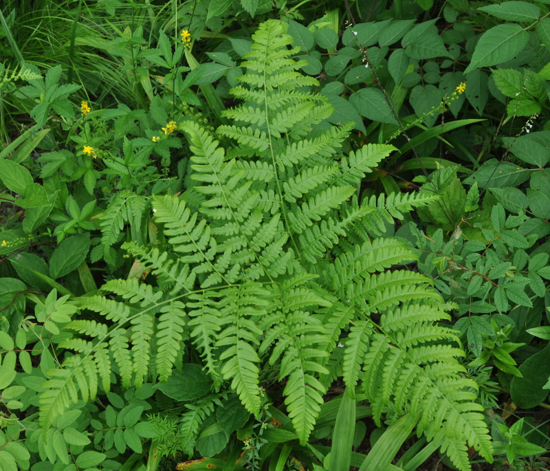 Image of Pteridium pinetorum specimen.