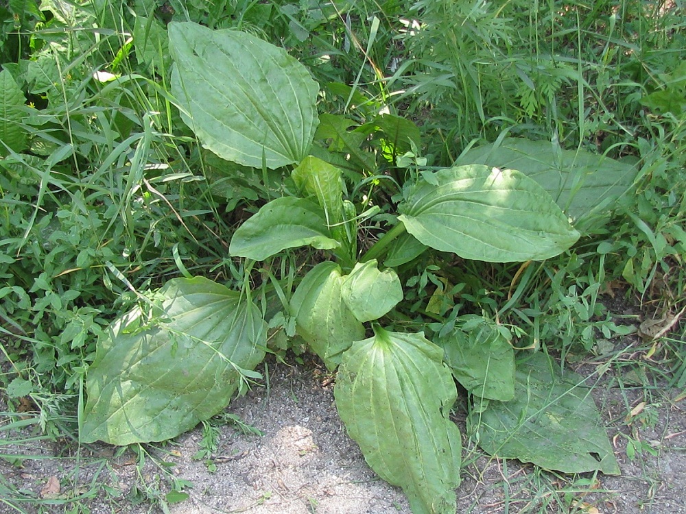 Изображение особи Plantago major.