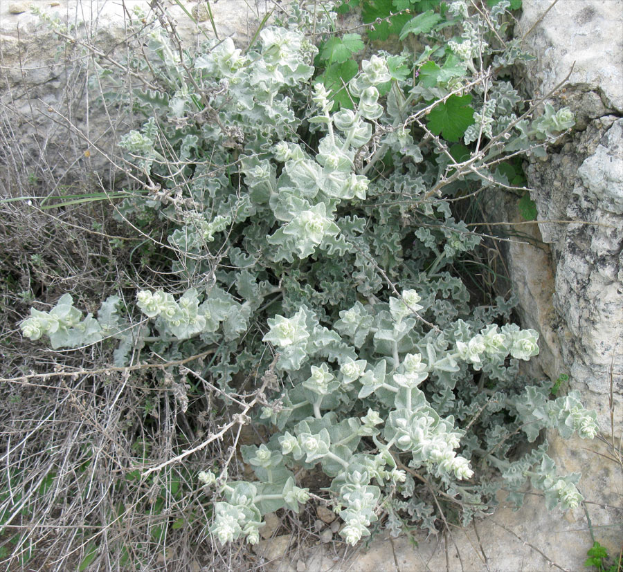 Image of genus Verbascum specimen.