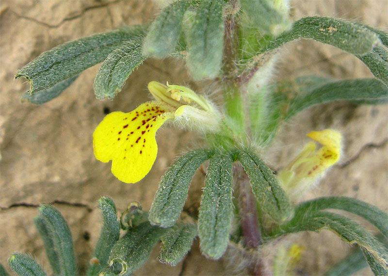 Image of Ajuga chia specimen.