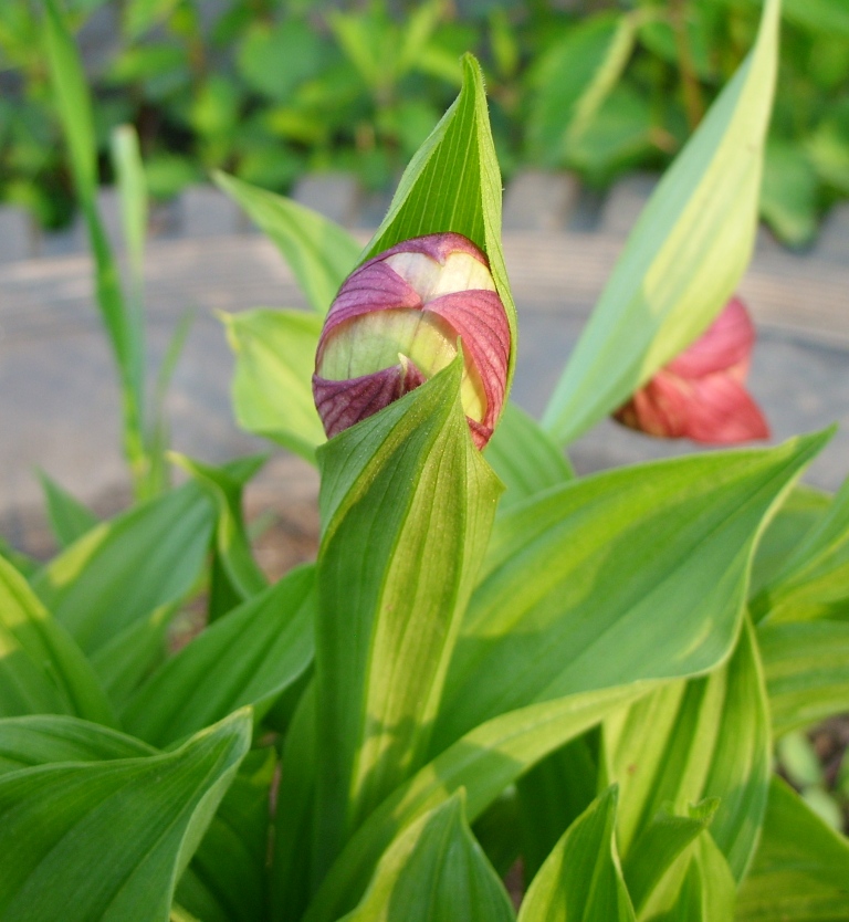 Image of Cypripedium macranthos specimen.