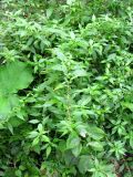Смотреть изображение Parietaria officinalis