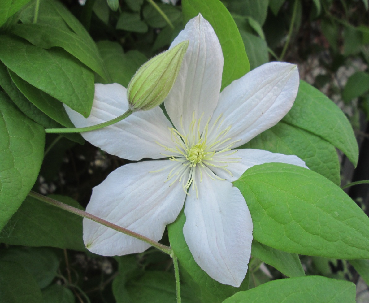 Image of genus Clematis specimen.