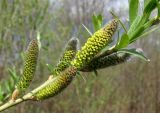 Salix viminalis