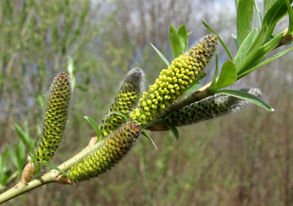 Image of Salix viminalis specimen.