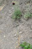 Allium atroviolaceum. Цветущее растение. Крым, южный берег, заказник \"Канака\", берег моря. 2 июня 2013 г.