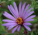 Aster sibiricus