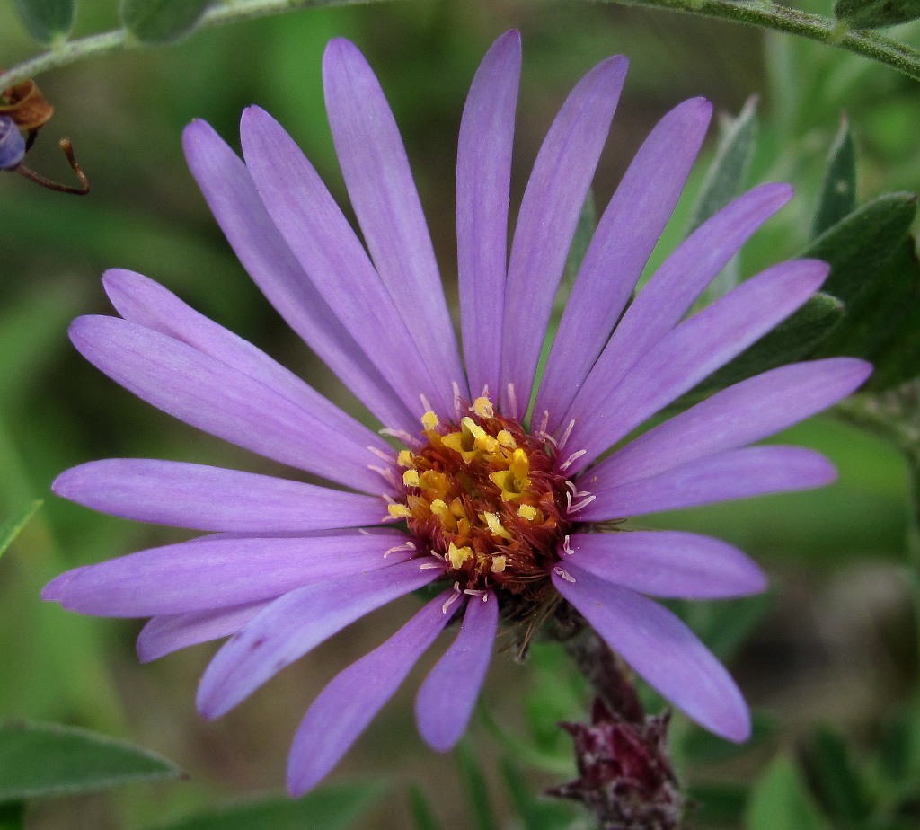 Изображение особи Aster sibiricus.