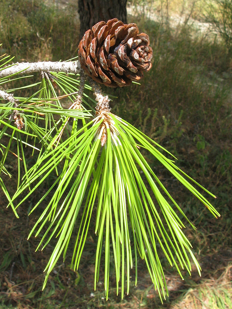 Изображение особи Pinus pityusa.