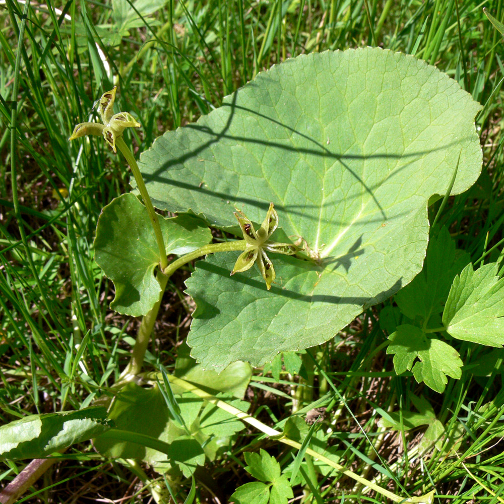 Image of Caltha palustris specimen.