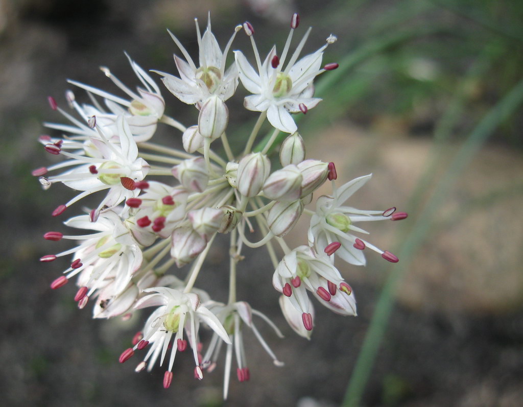 Image of Allium tarkhankuticum specimen.