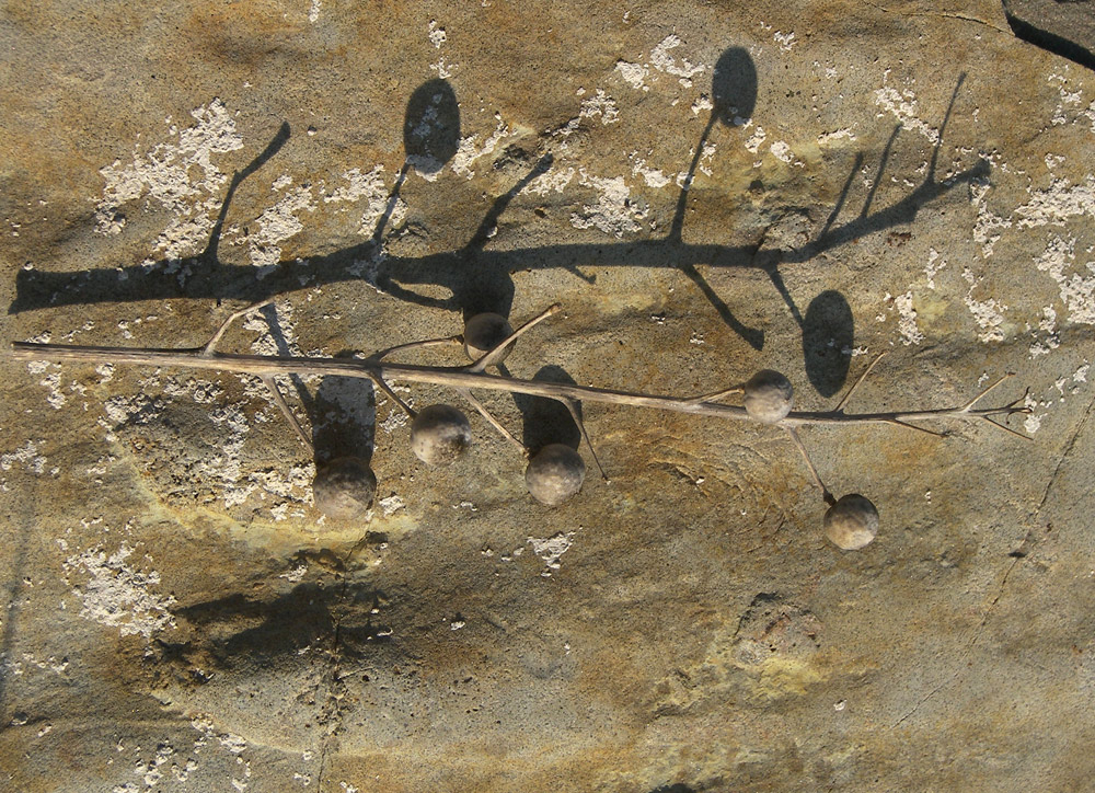 Image of Crambe maritima specimen.