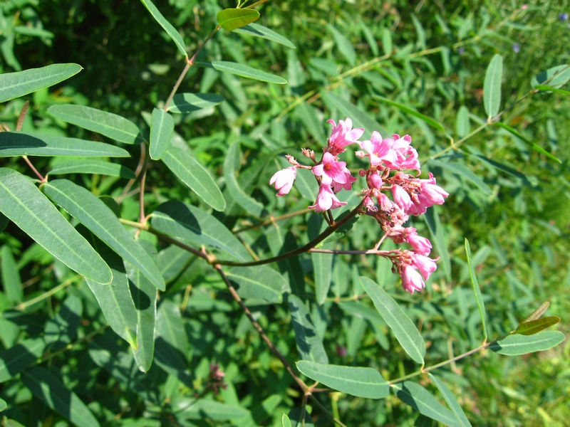 Image of Trachomitum lancifolium specimen.