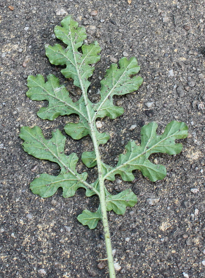 Изображение особи Solanum citrullifolium.