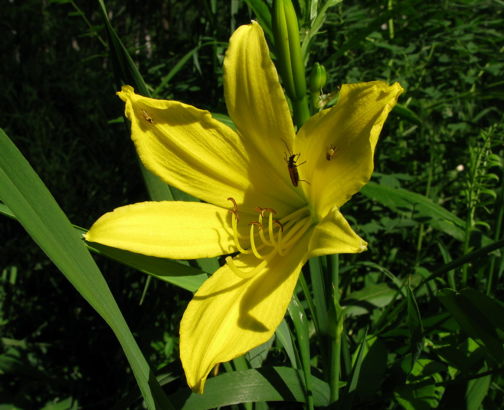 Image of Hemerocallis lilio-asphodelus specimen.