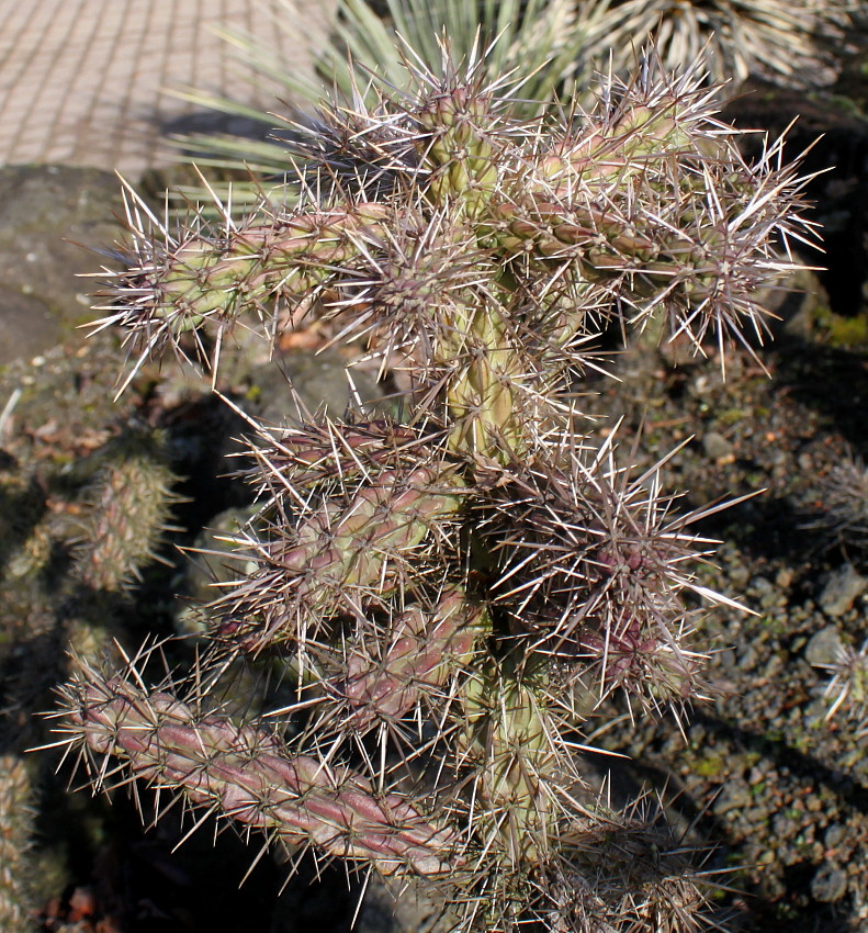 Изображение особи род Cylindropuntia.