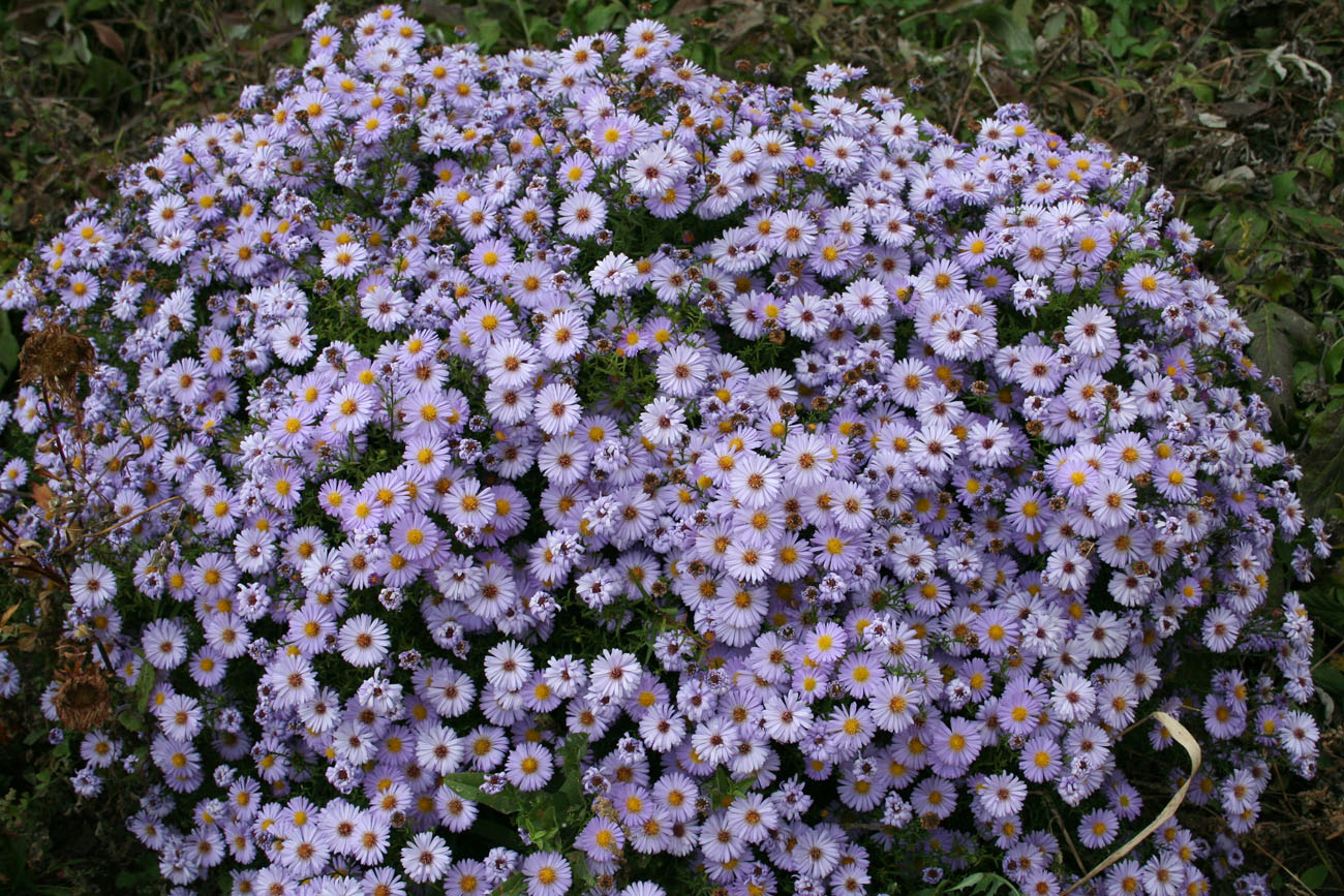 Image of Symphyotrichum &times; versicolor specimen.