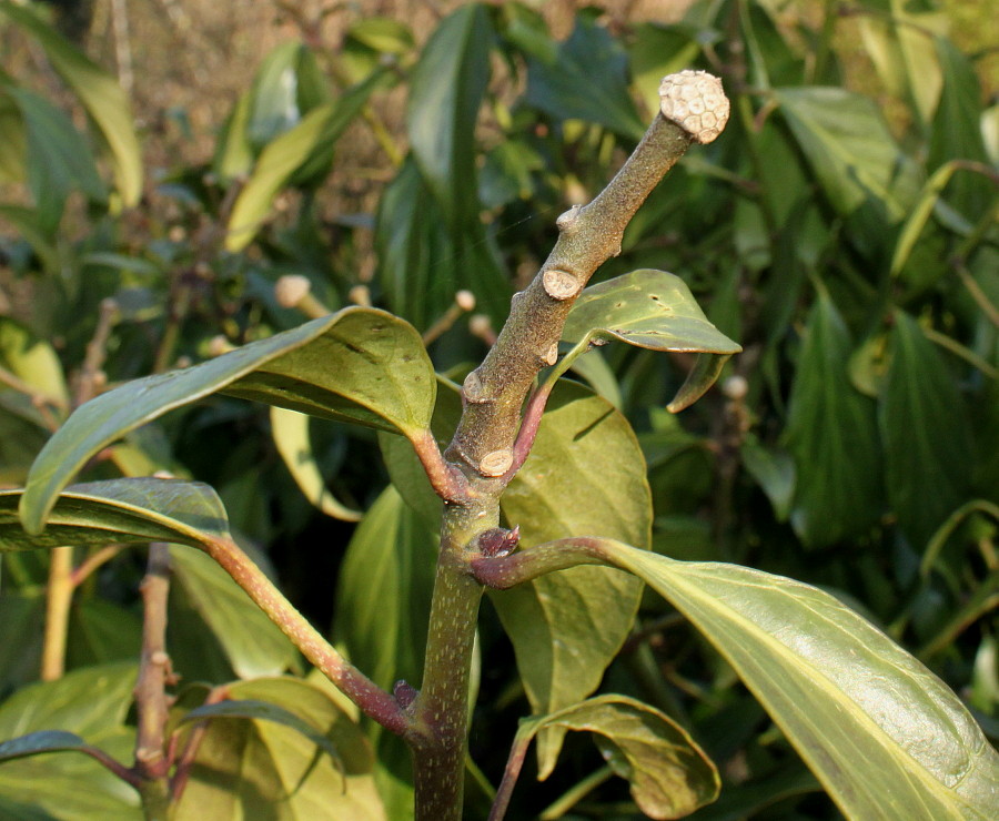 Изображение особи Hedera colchica.