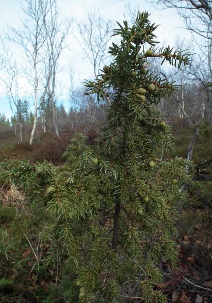 Image of Juniperus niemannii specimen.