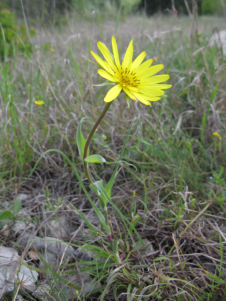 Image of Tragopogon brevirostris specimen.