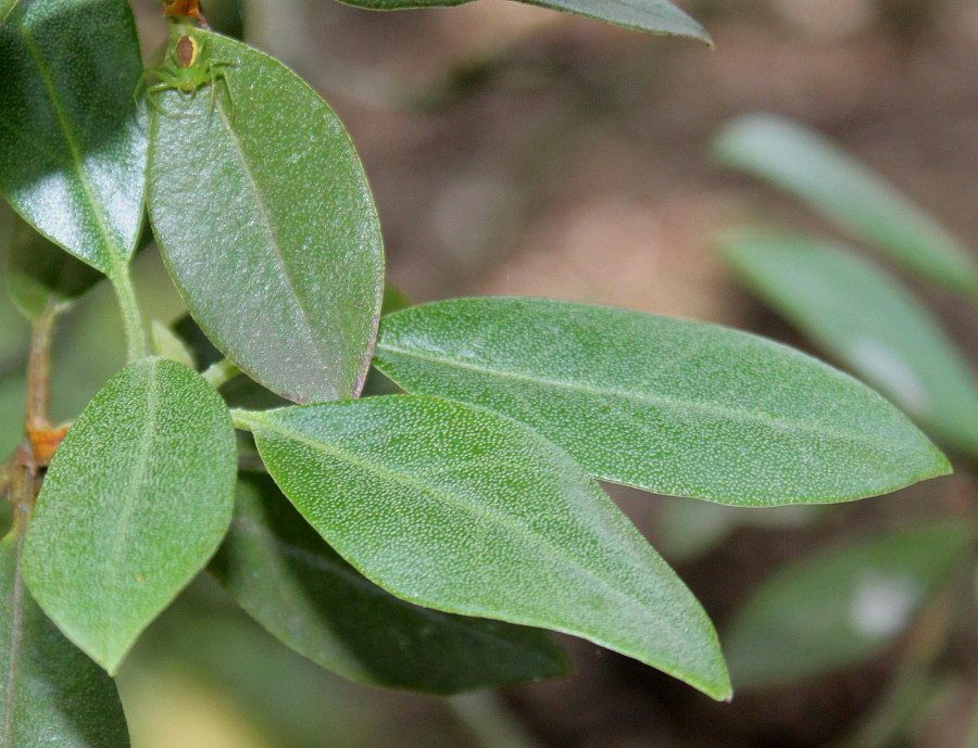 Image of Rhododendron rubiginosum specimen.