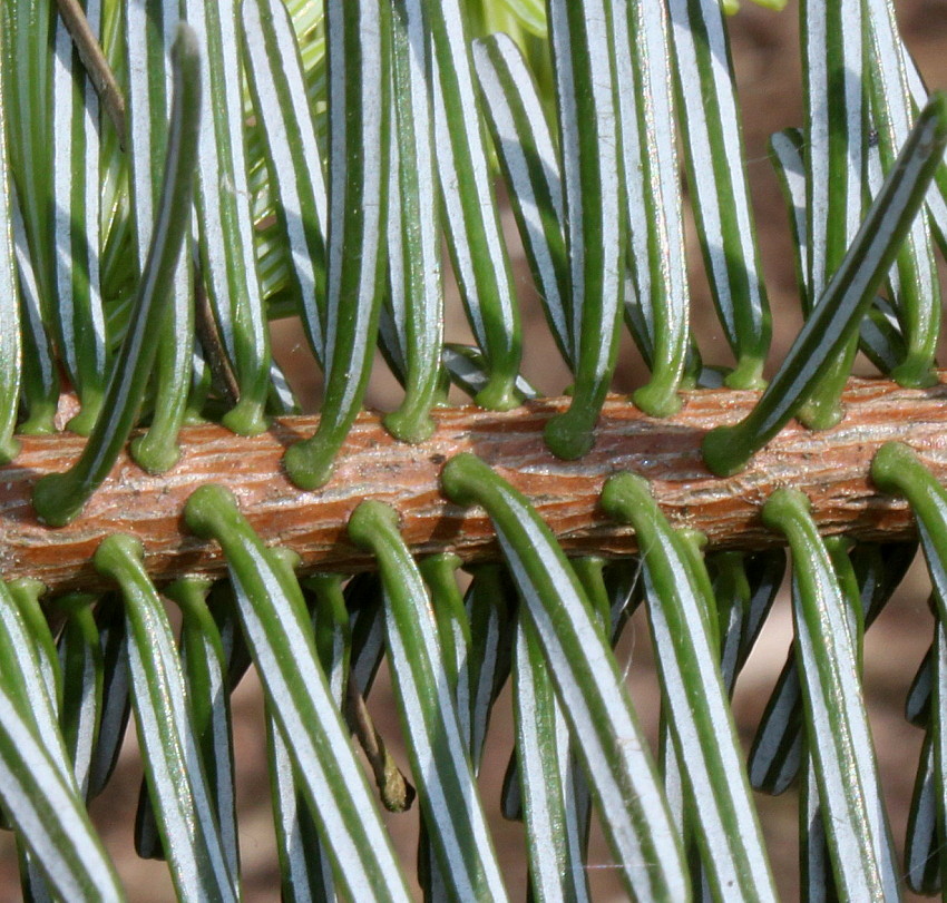 Image of Abies numidica specimen.