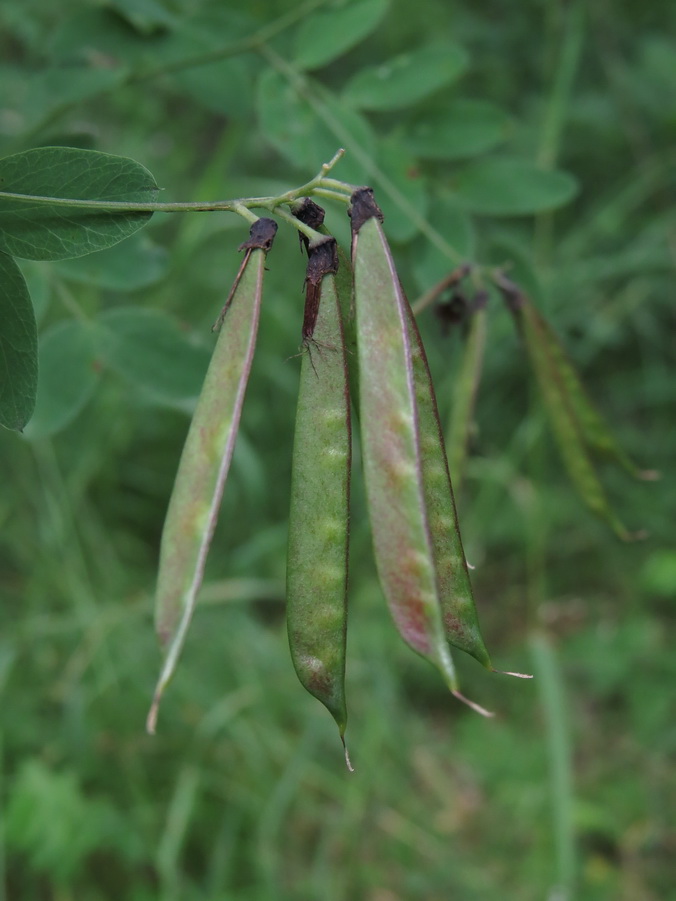 Image of Lathyrus niger specimen.