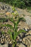 Epipactis helleborine. Цветущее растение. Крым, окр. Феодосии, гора Эчкидаг, каменистая осыпь. 3 июля 2014 г.